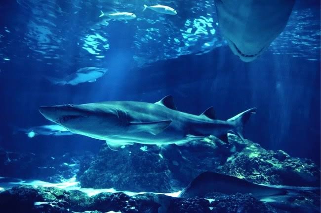 SmartX Shark Tank
