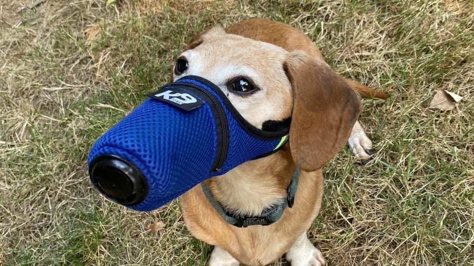 How much money has K9 Mask actually made?